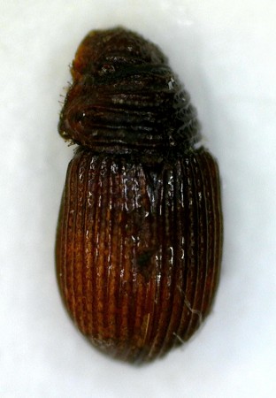 Psammodius maceki Rakovič, 1993